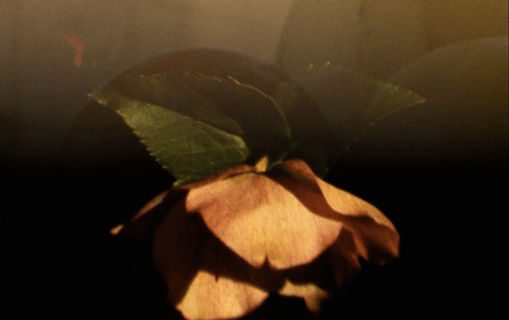 Soft lighting on a flower